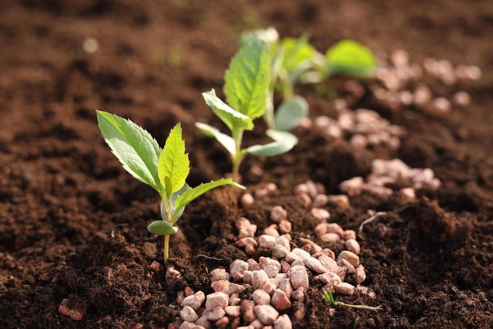 ¿Qué abono es el perfecto para tu plantación?